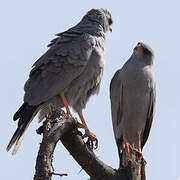 Dark Chanting Goshawk