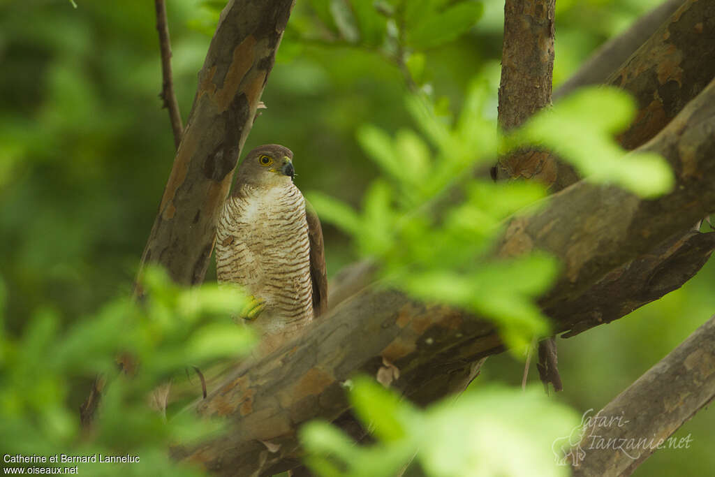 African Goshawk female adult, fishing/hunting, Behaviour