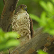 African Goshawk