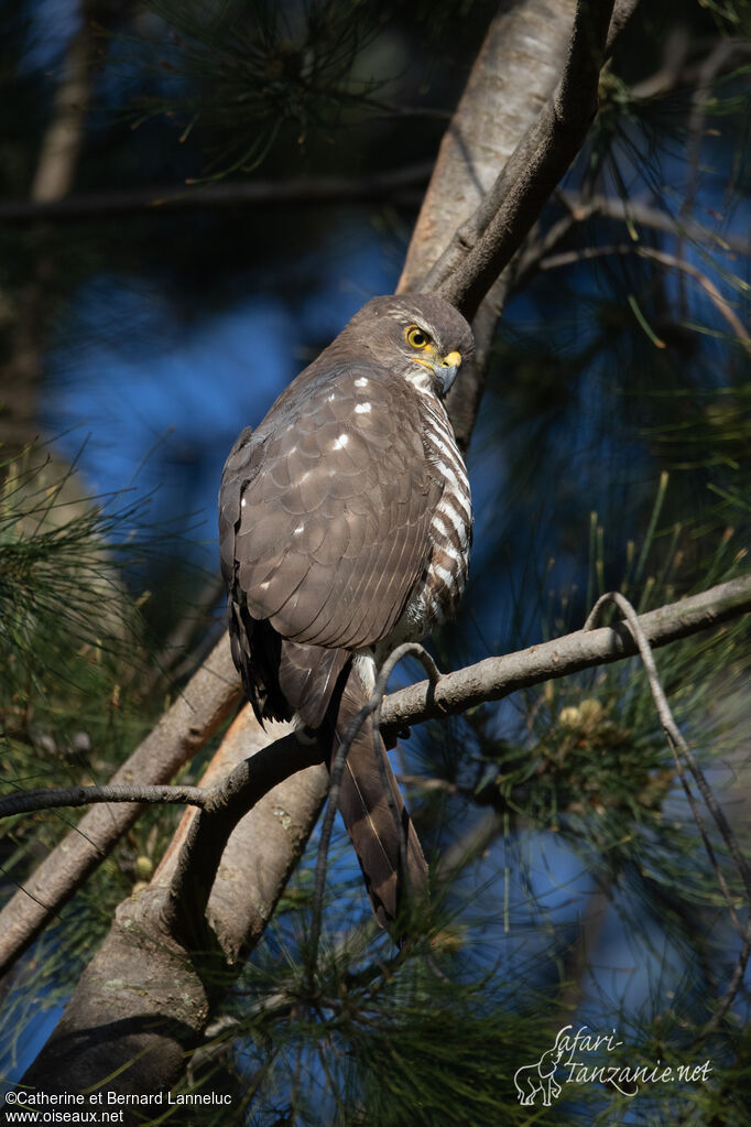 African Goshawk, habitat