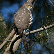 African Goshawk