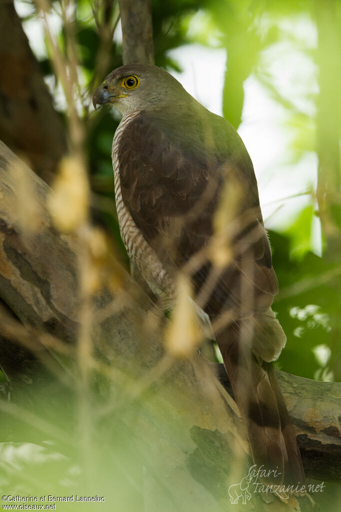 African Goshawk female adult