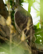 African Goshawk