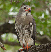 Lizard Buzzard