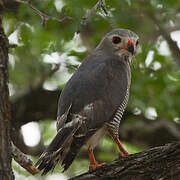 Lizard Buzzard