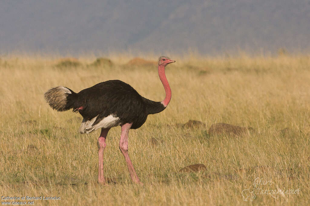 Autruche d'Afrique mâle adulte nuptial, identification