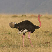 Common Ostrich