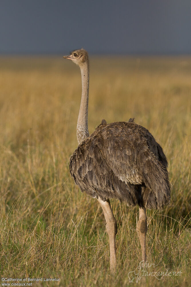 Autruche d'Afrique femelle adulte, identification