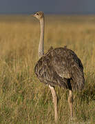 Common Ostrich