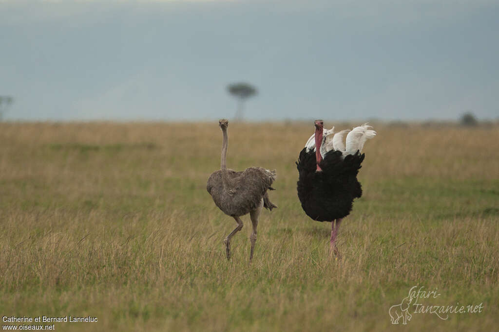 Common Ostrichadult breeding, habitat, courting display, Behaviour