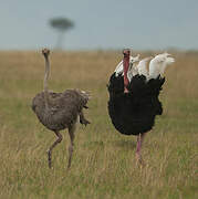 Common Ostrich