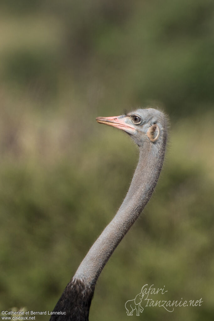 Somali Ostrich male adult