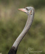 Somali Ostrich