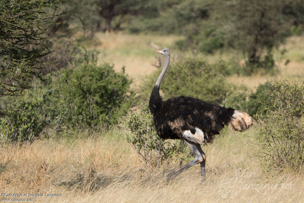 Somali Ostrich male adult