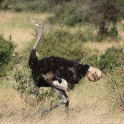 Somali Ostrich