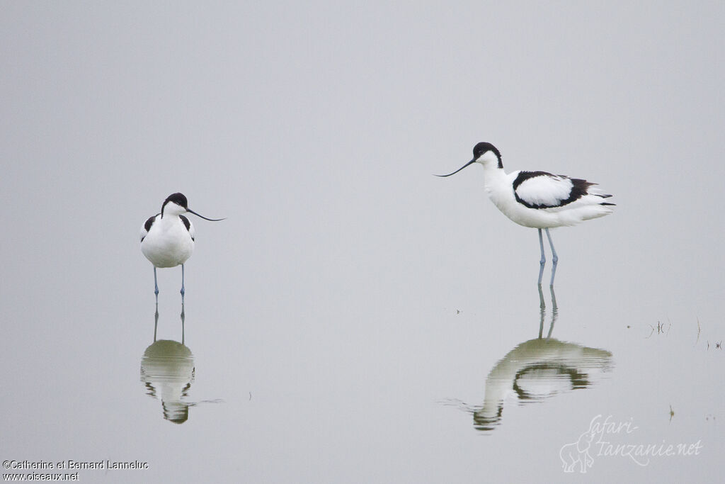 Pied Avocet 