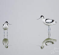 Pied Avocet