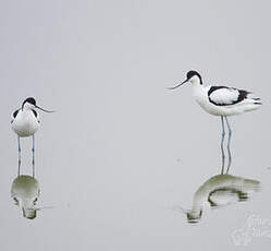 Avocette élégante