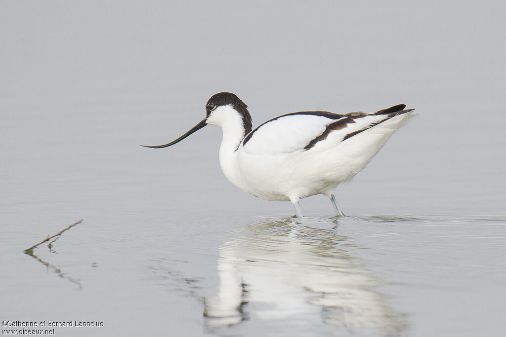 Avocette éléganteadulte, identification