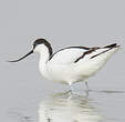 Avocette élégante