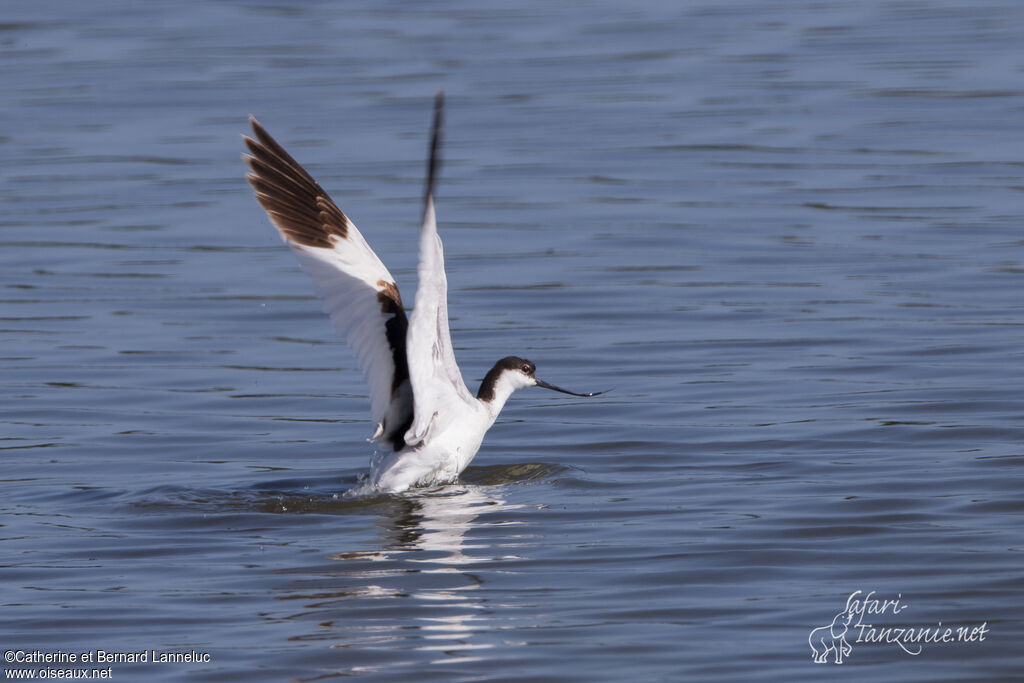 Avocette éléganteadulte