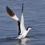 Avocette élégante