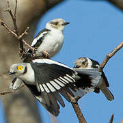 White-crested Helmetshrike