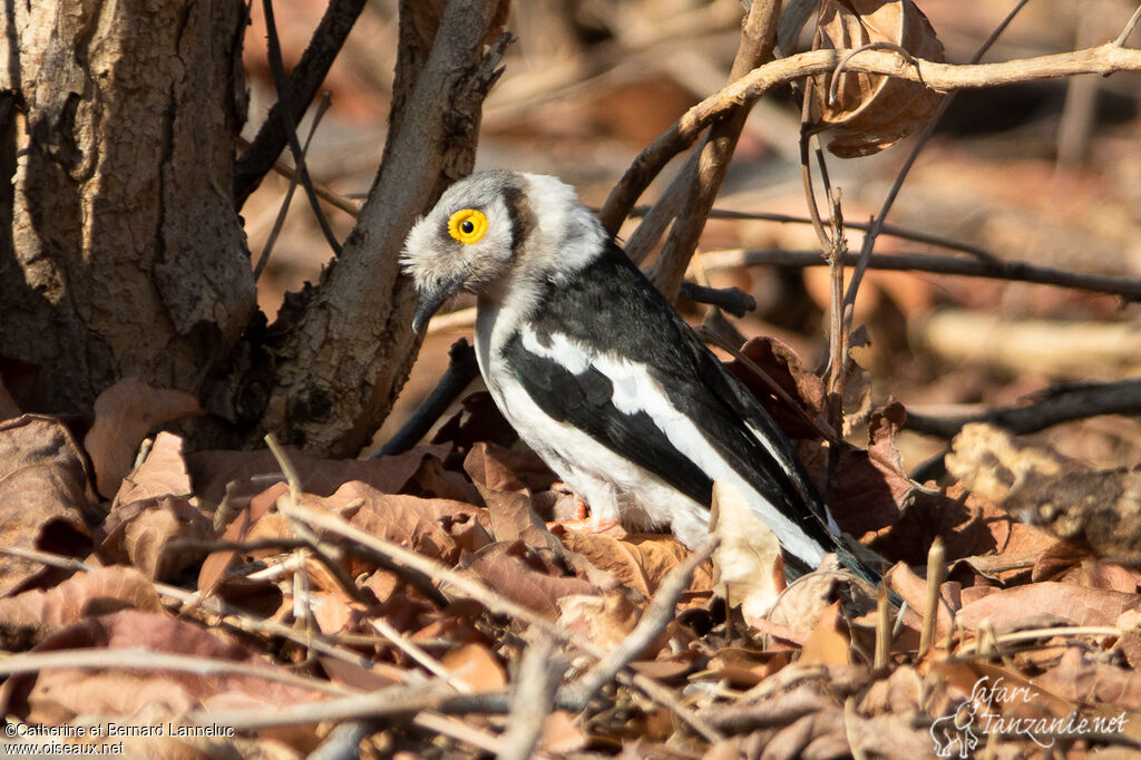 White-crested Helmetshrikeadult, habitat