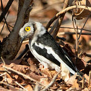 White-crested Helmetshrike