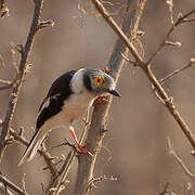 White-crested Helmetshrike