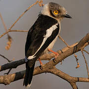 White-crested Helmetshrike