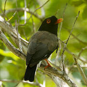 Retz's Helmetshrike