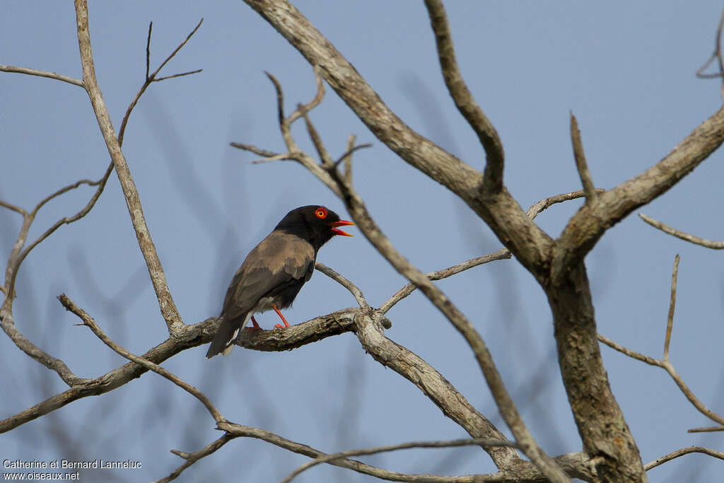 Bagadais de Retzadulte, chant