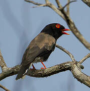 Retz's Helmetshrike