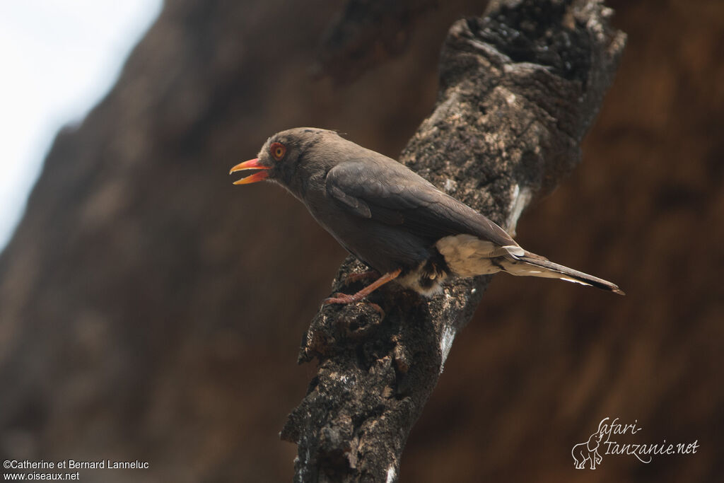 Retz's Helmetshrikeimmature, identification