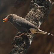 Retz's Helmetshrike