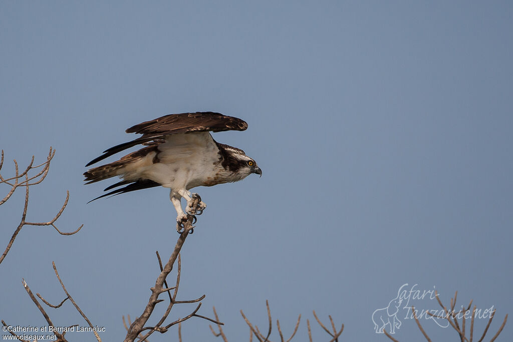 Ospreysubadult, Flight