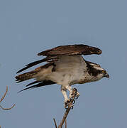 Western Osprey