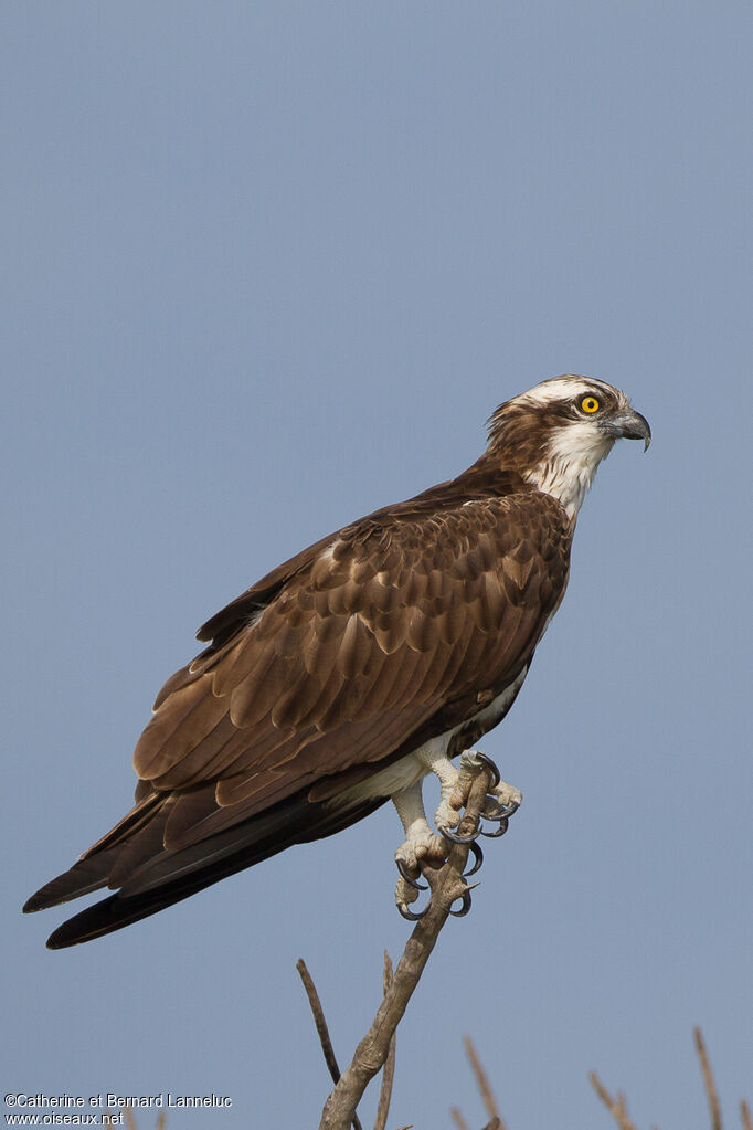 Balbuzard pêcheur, identification