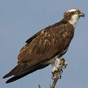 Western Osprey