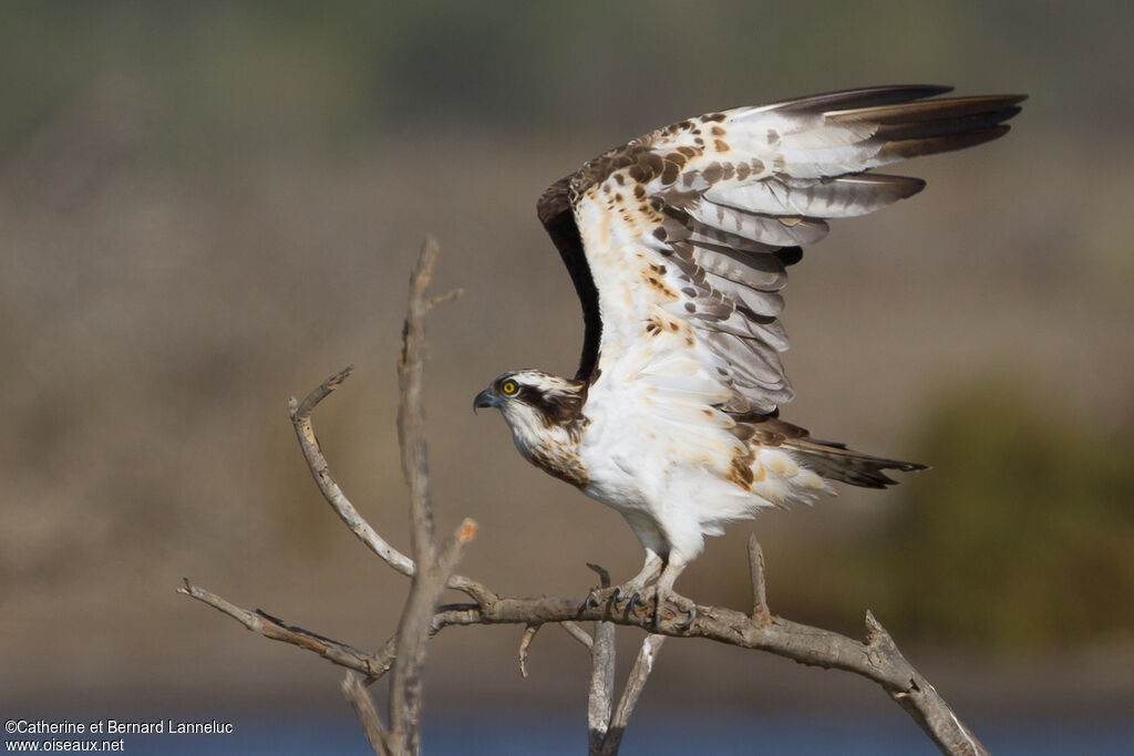 Osprey, Flight