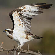 Western Osprey