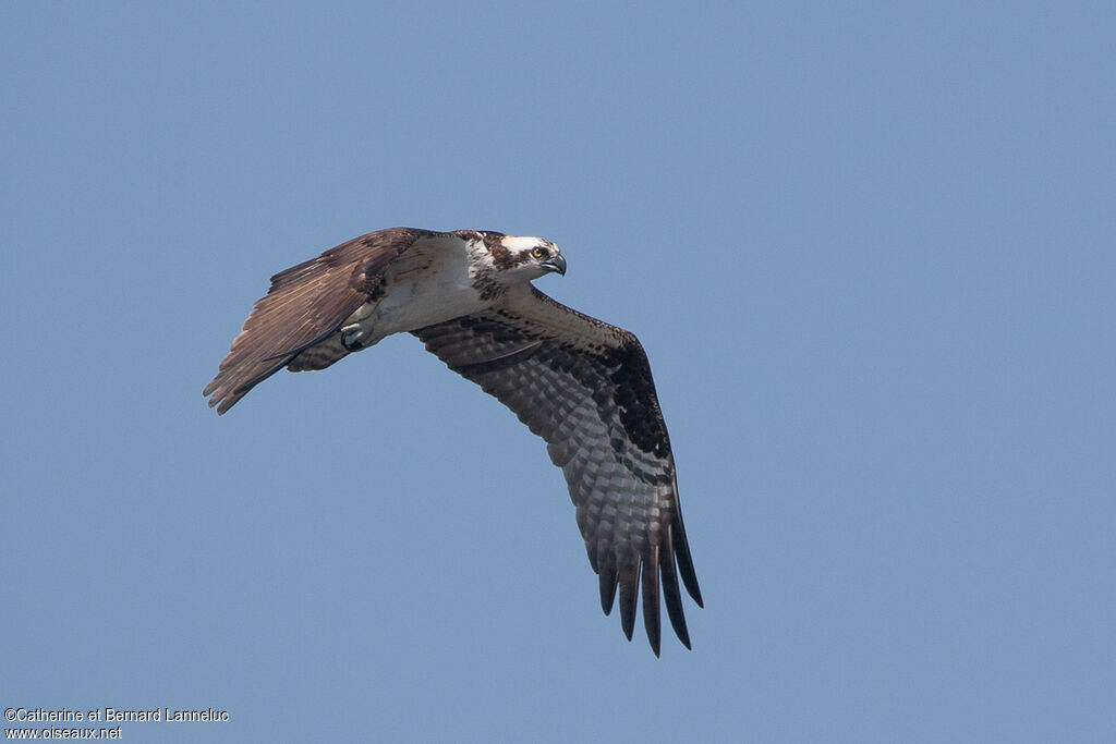 Ospreyadult, Flight