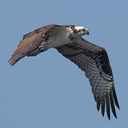 Western Osprey