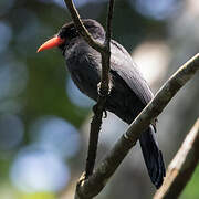 Black-fronted Nunbird