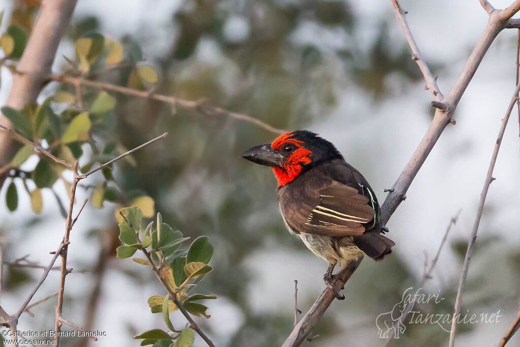 Black-collared Barbetadult, identification