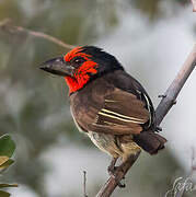 Black-collared Barbet