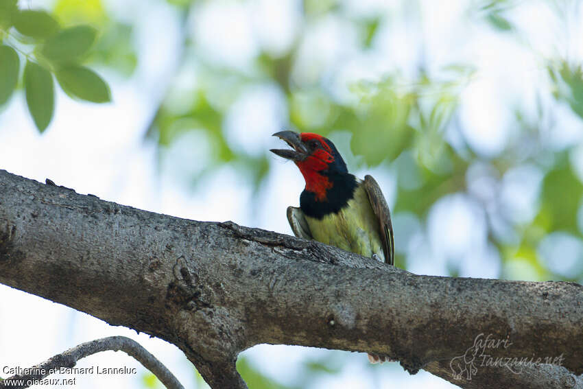 Black-collared Barbetadult, song