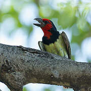 Black-collared Barbet