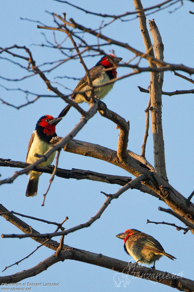 Black-collared Barbet, Behaviour